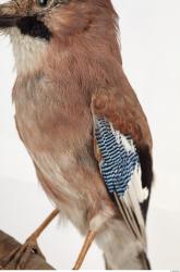 Jay - Garrulus glandarius